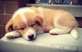 Border collie x black labrador. Border Collie Puppy Sleeping Border Collie Sleeping Puppies Collie