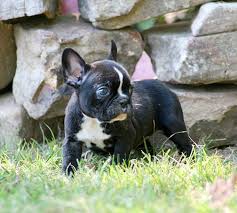 Please verify all information with the seller. I Found My Puppy French Bulldog Boston Terrier Mix Terrier Mix Breeds Terrier Mix Boston Terrier
