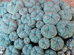 Image result for Loxodera caespitosa