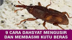 6 petua beras bebas bubuk. Inilah 8 Cara Hilangkan Kutu Beras Dengan Pantas Dan Berkesan Rahsia Rumahtangga