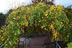 Image result for Celtis sinensis