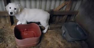 Many breeds of puppies for sale in australia , some are sold cheap. Sa Puppy Farmer Exploiting Loophole