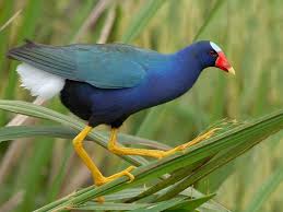 12 Beautiful Purple Colored Birds That You Didn T Know It Before Aves