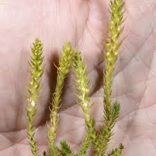 Image result for Selaginella lewalleana