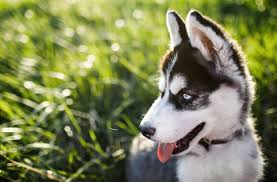 The name alaskan husky refers to a type of dog rather than a specific breed and each breeder of alaskan huskies breeds selectively for the traits that are important to him or her. The Complete Alaskan Husky Dog Breed Guide Pictures All Things Dogs All Things Dogs
