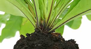 Image result for puklice na pokojových rostlinách obrázek