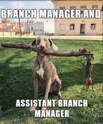 Manager And Assistant Branch Manager Dog Jokes Cute Funny Animals Funny Dogs