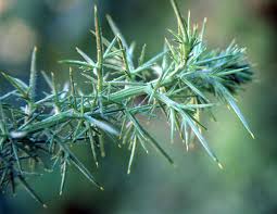 Image result for Ulex