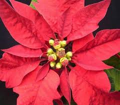 My Favourite Flower Poinsettia Plant Indoor Plants Easy Poinsettia