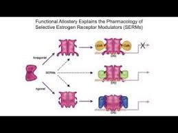 Image result for Selective Estrogen Receptor Modulator