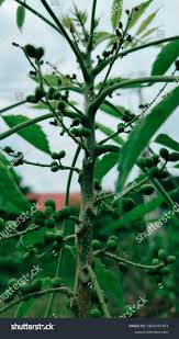 Image result for Brucea