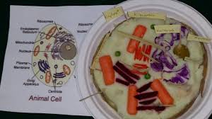 Draw a rough sketch of your cell and label it with the materials you plan to use for each cell. 3d Animal Cell Made Out Of Veggies Mashed Potatoes Potato Peel Baby Carrots Red Pepper Cauliflower Beers Stuffed Peppers Peeling Potatoes Baby Carrots