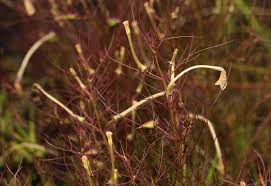 Image result for Rhamphicarpa