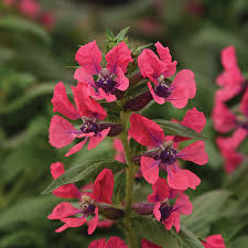 Image result for Cuphea