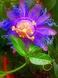 Passion Flower Unusual Flowers Beautiful Flowers Passion Flower