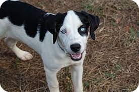 Learn more about boone today. Pittsboro Nc Great Dane Meet Silas A Pet For Adoption