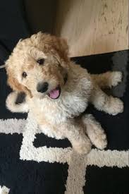 Let's take some time to get to know the mini goldendoodle! Goldendoodle Haircut Pet Dog Pictures Goldendoodle Goldendoodle Puppy