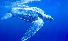 Swimming With Turtles In Akumal Http Mayanexplore Com Top Places Det Php M 24 2 Leatherback Turtle Leatherback Turtle