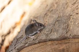 I've found that mice can get in almost anywhere. How Do Mice Squeeze Into Such Small Holes Pointe Pest Control