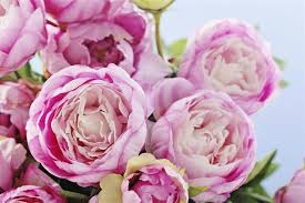 The concept of a perennial plant is easy to how are they different from annuals? Identification Of Perennial Flowers Made Easy Gardenerdy