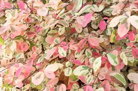 Image result for Bridelia