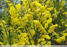 Dünyanın bütün ilıman bölgelerinde yetişen ve üst kısımları tüylü ve salgılı olan. Mesane Hastaliklarinda Katirtirnagi Imdada Yetisiyor Baklagiller Ailesinden Katirtirnagi Spartium Junceum Akdeniz E Ozgu Bir Cali Otlar Tibbi Bitkiler Bitki