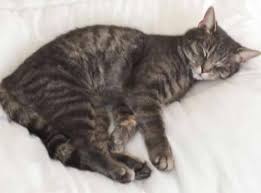 It occupies only 1 sq. Lost Cat Gspca Guernsey