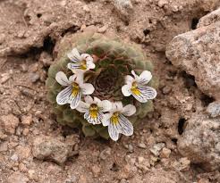 Image result for Viola eminii