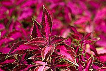 Image result for Plectranthus chimanimanensis