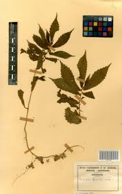 Image result for Elatostema paivaeanum