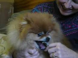 My puppy bites me all the time. How Do I Stop My Puppy From Biting Me Peaceable Paws