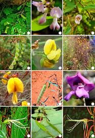 Image result for Aeschynomene sp. D