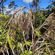 Image result for Scleria delicatula