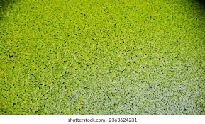 Image result for Wolffia globosa