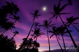 Maybe you would like to learn more about one of these? Beautiful Sunset Palm Tree Wallpaper Novocom Top