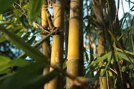 Image result for Pilea bambuseti