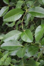 Image result for Parquetina calophylla