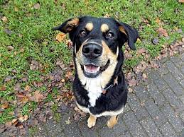 So how do you get rid of hiccups in dogs? Why Does A Dog Get Hiccups Pet Carrier Verdict