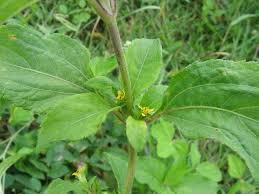 Image result for Synedrella nodiflora