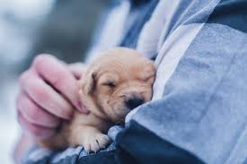 25% off office exam (first time clients) more coupons for animal hospital of maple valley. Low Cost Veterinarians Black Field Farm