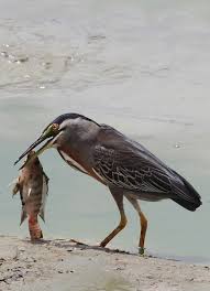 Check spelling or type a new query. Fish Eating Birds Tricks And Techinques Hubpages