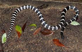 Many Banded Krait Bungarus Multicinctus Multicinctus Reptiles Sai Kung Snake