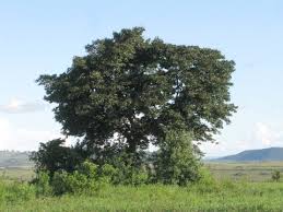 Image result for Bridelia