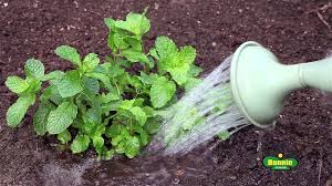 As such, taking care of your leaves is quite hard. Growing Mint Plants How To Grow Mint Mint Plant Care