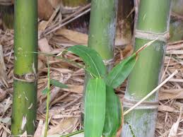 Image result for Bambusa balcooa