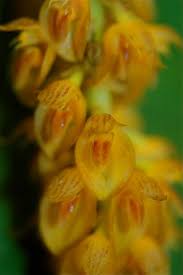 Image result for Bulbophyllum josephi