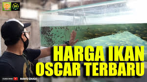 Ikan oscar akan bersifat predator jika melihat ada ikan kecil di sekelilingnya. Harga Ikan Oscar Langsung Dari Gudangnya Youtube
