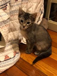 We did not find results for: Meet Suki The Maine Coon Mix Kitten She S Living Up To Her Warrior Name Thelastairbender