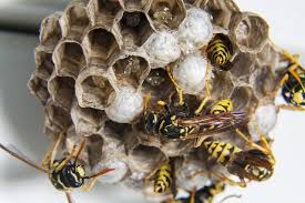 How much does it cost to exterminate wasps and for nest removal? Wasps Control Near Me Wasp Nest Treatments Local Pest Control