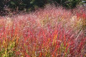 Image result for Panicum